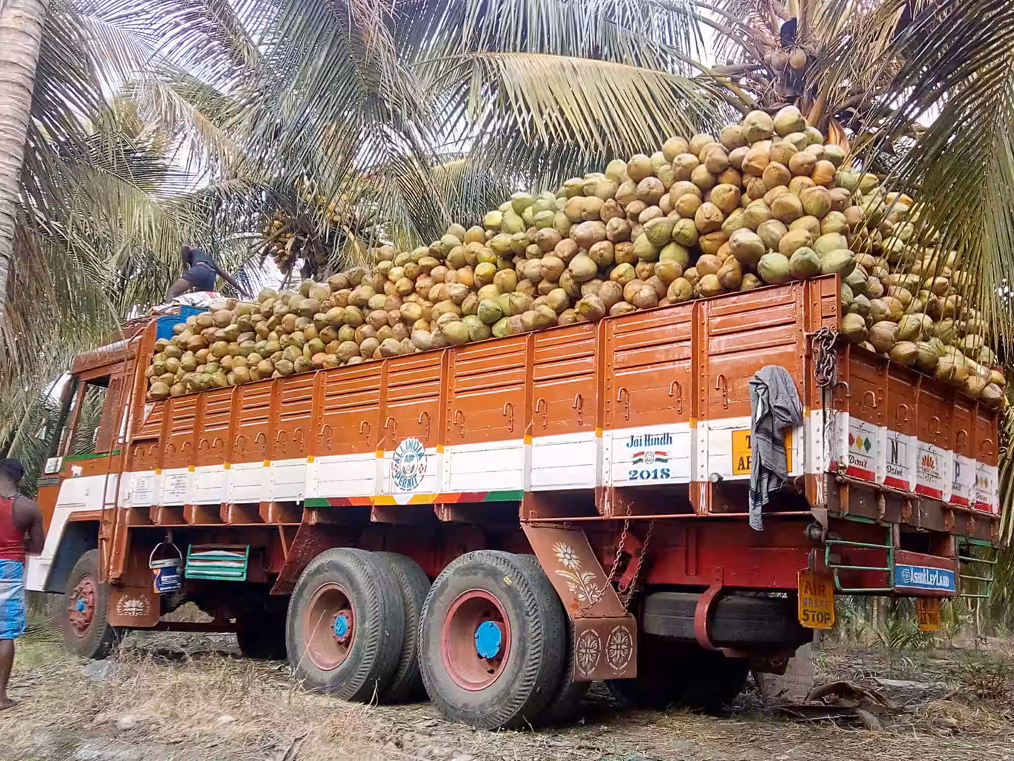 Coconut Milk: packing & dispatch