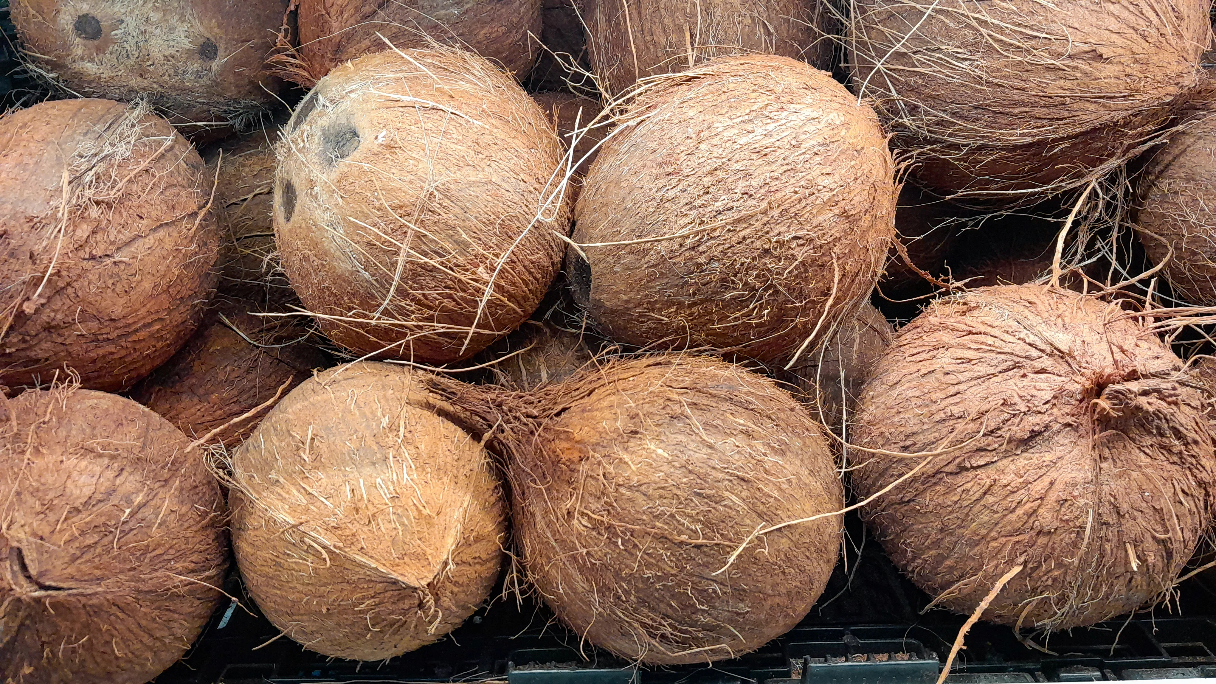 Coconut Milk Powder: sorting & processing