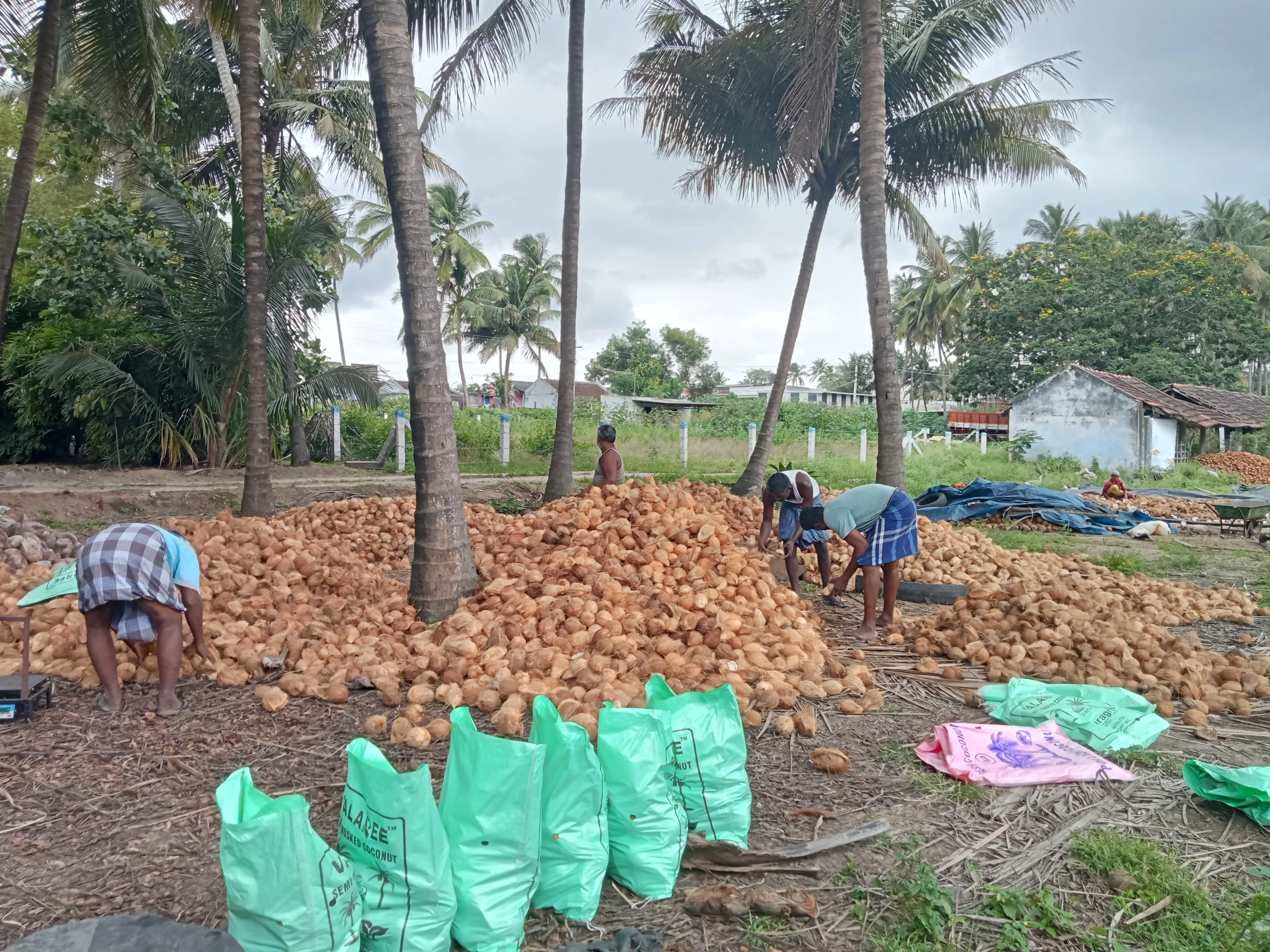 Semi Husked Coconut: source & farming