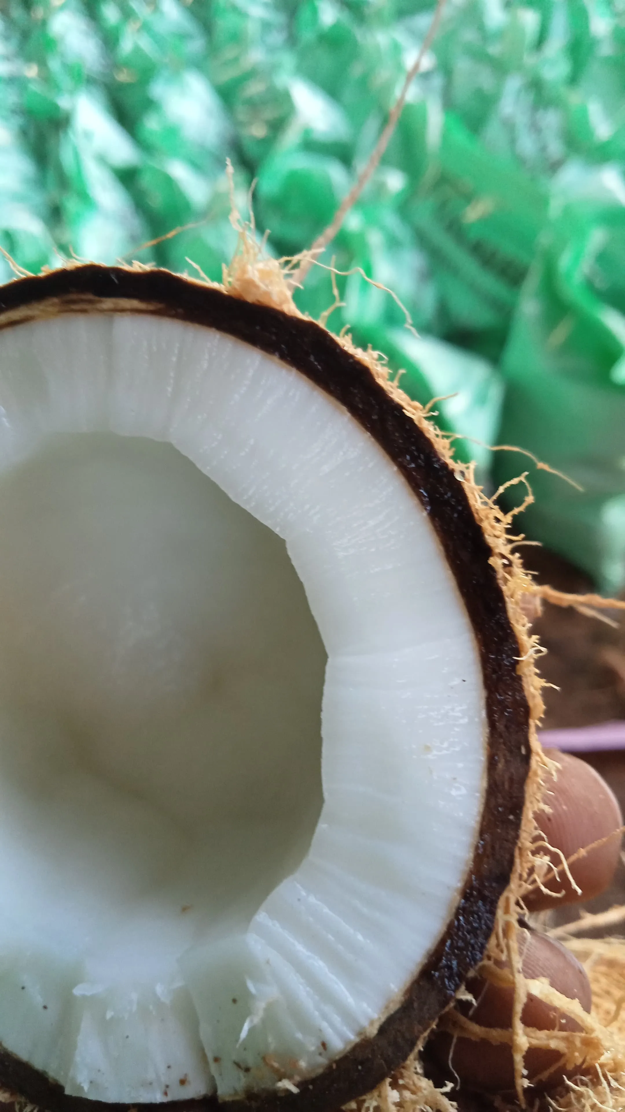 Tender Coconut: sorting & processing