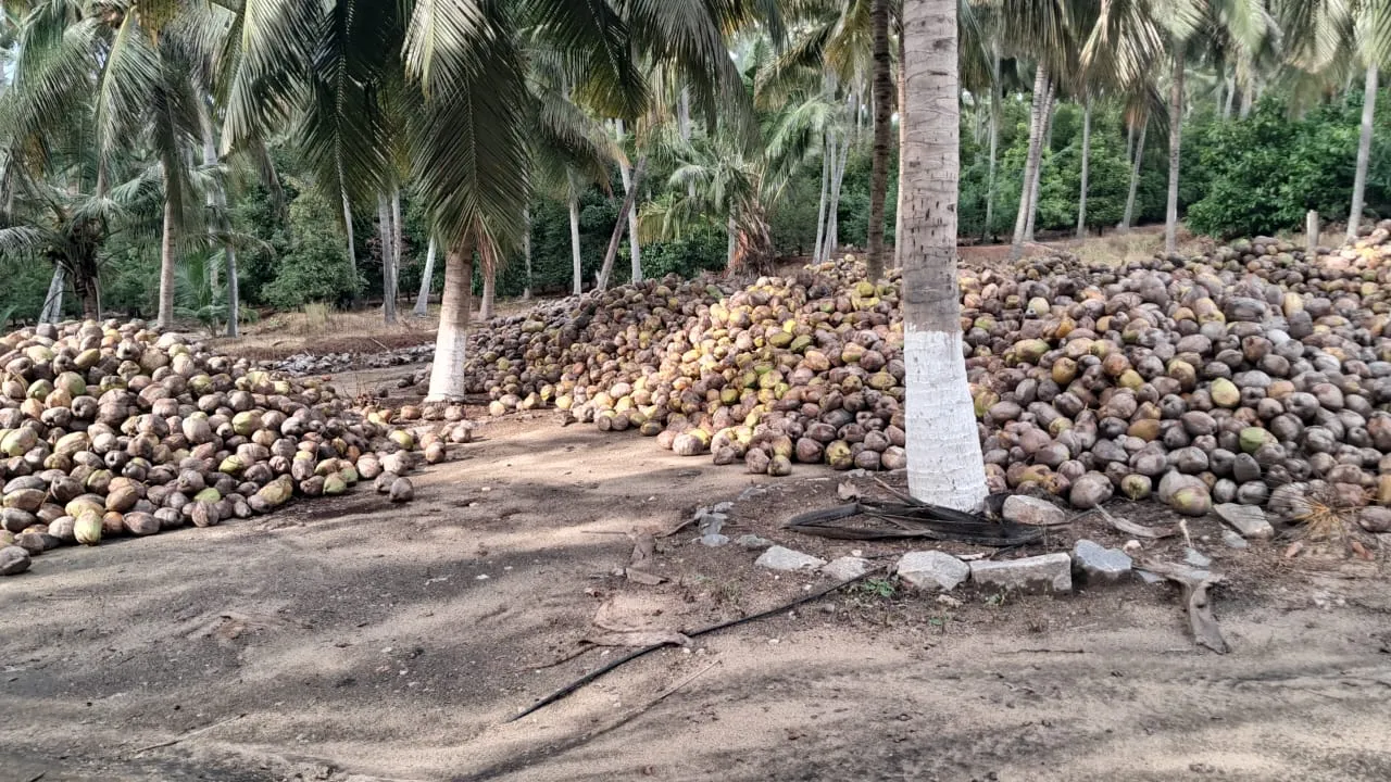 Desiccated Coconut (DC) Powder: packing & dispatch