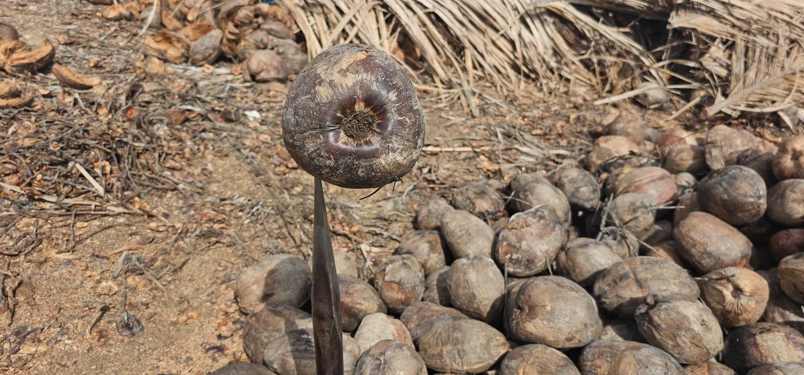 Shredded Coconut: source & farming