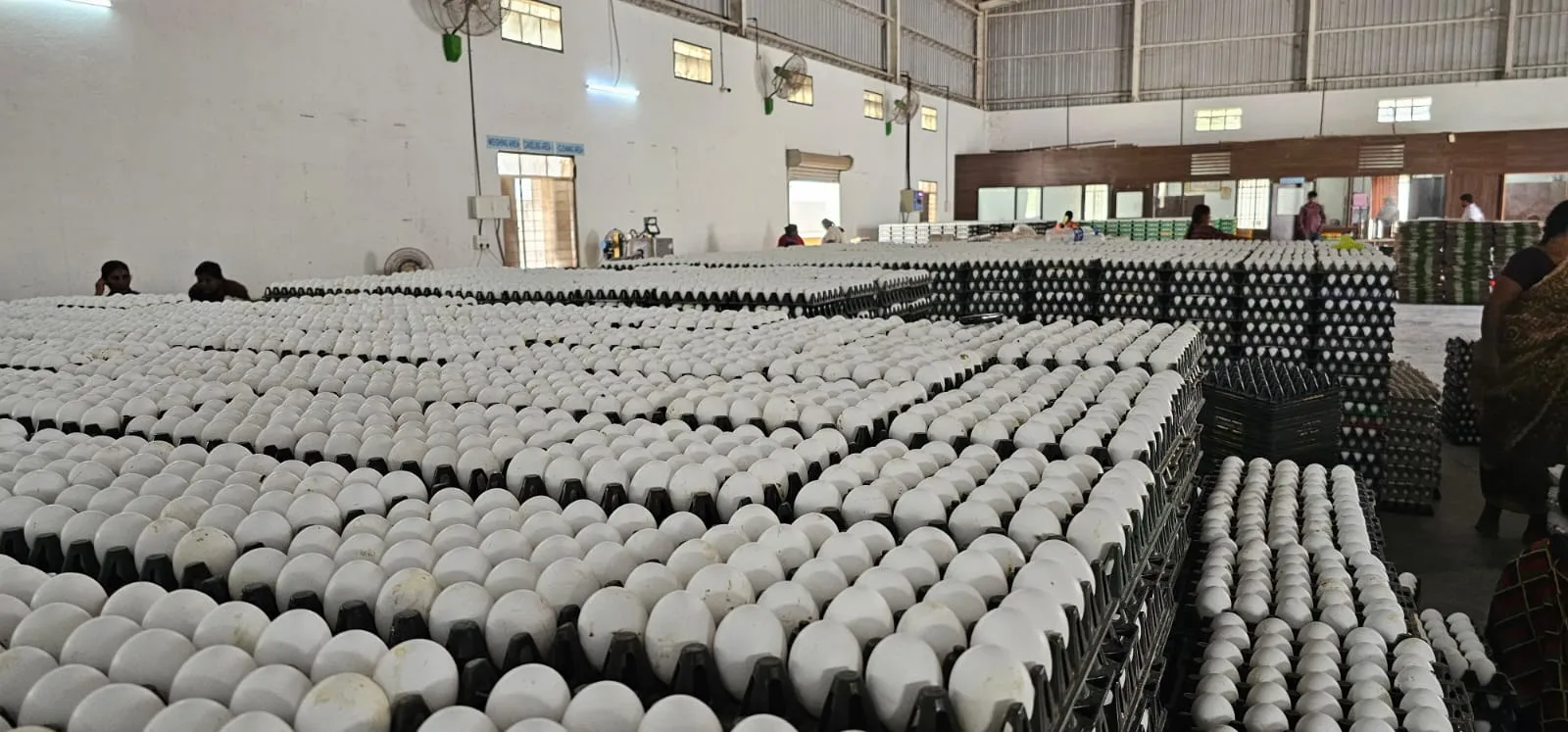 Chicken White Shell Eggs: sorting & processing