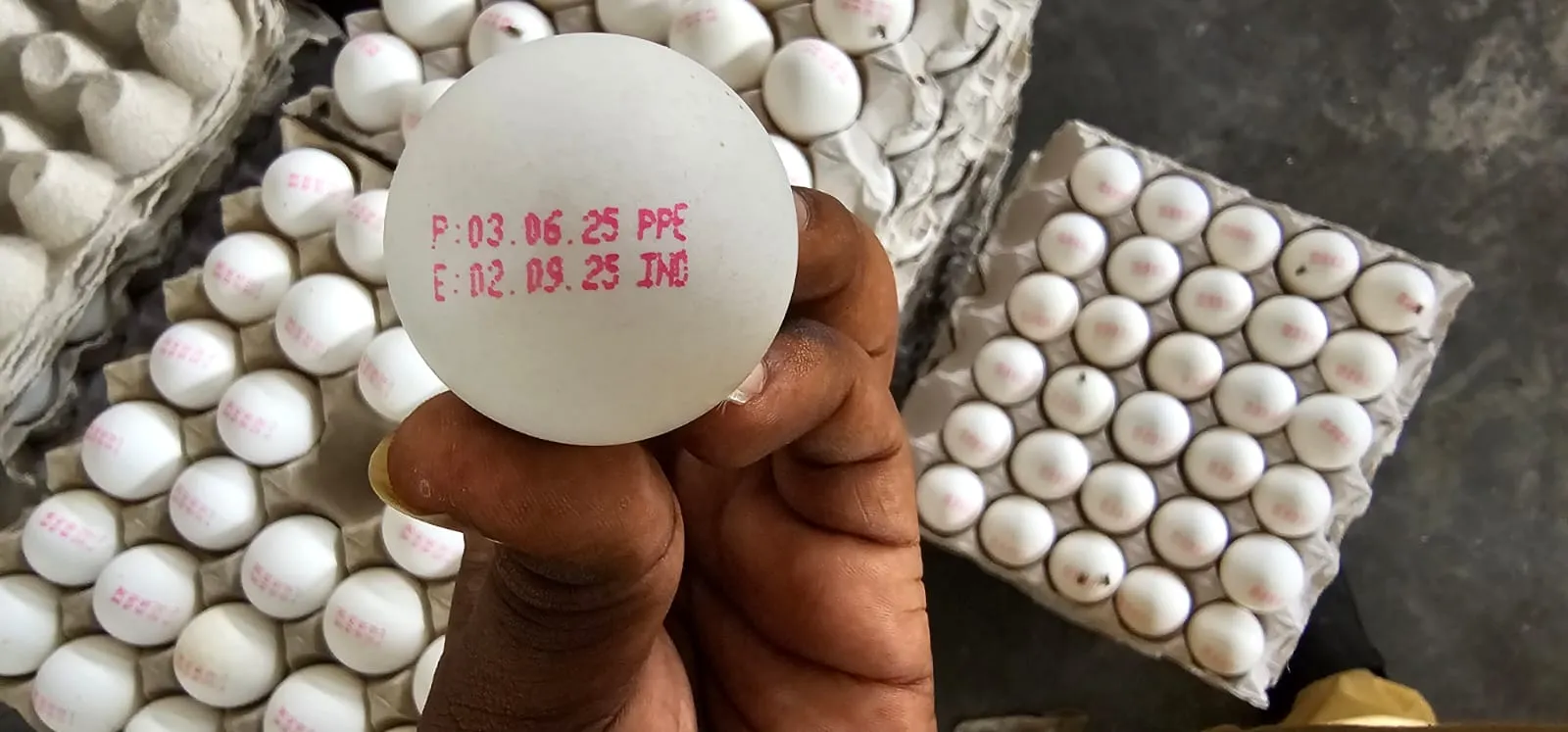 Chicken White Shell Eggs: source & farming