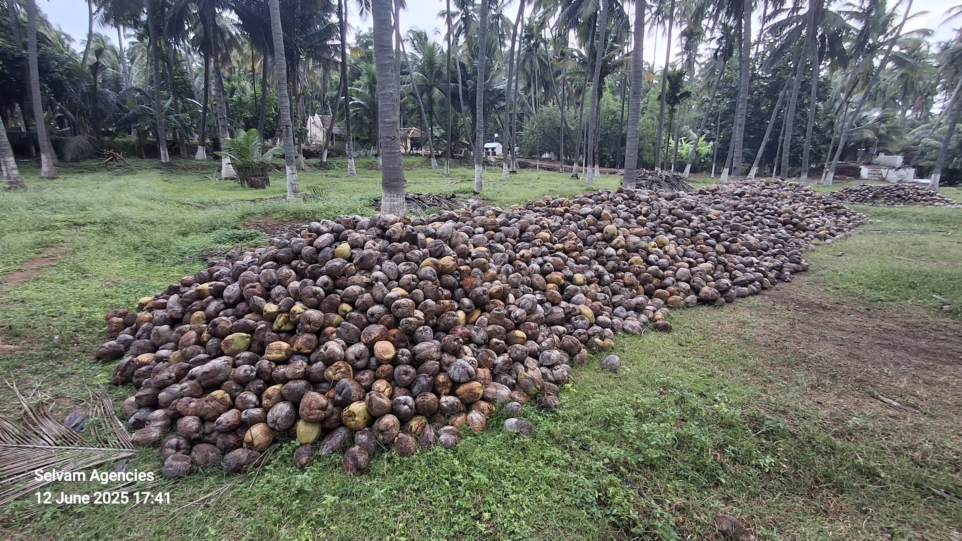 Tender Coconut: packing & dispatch