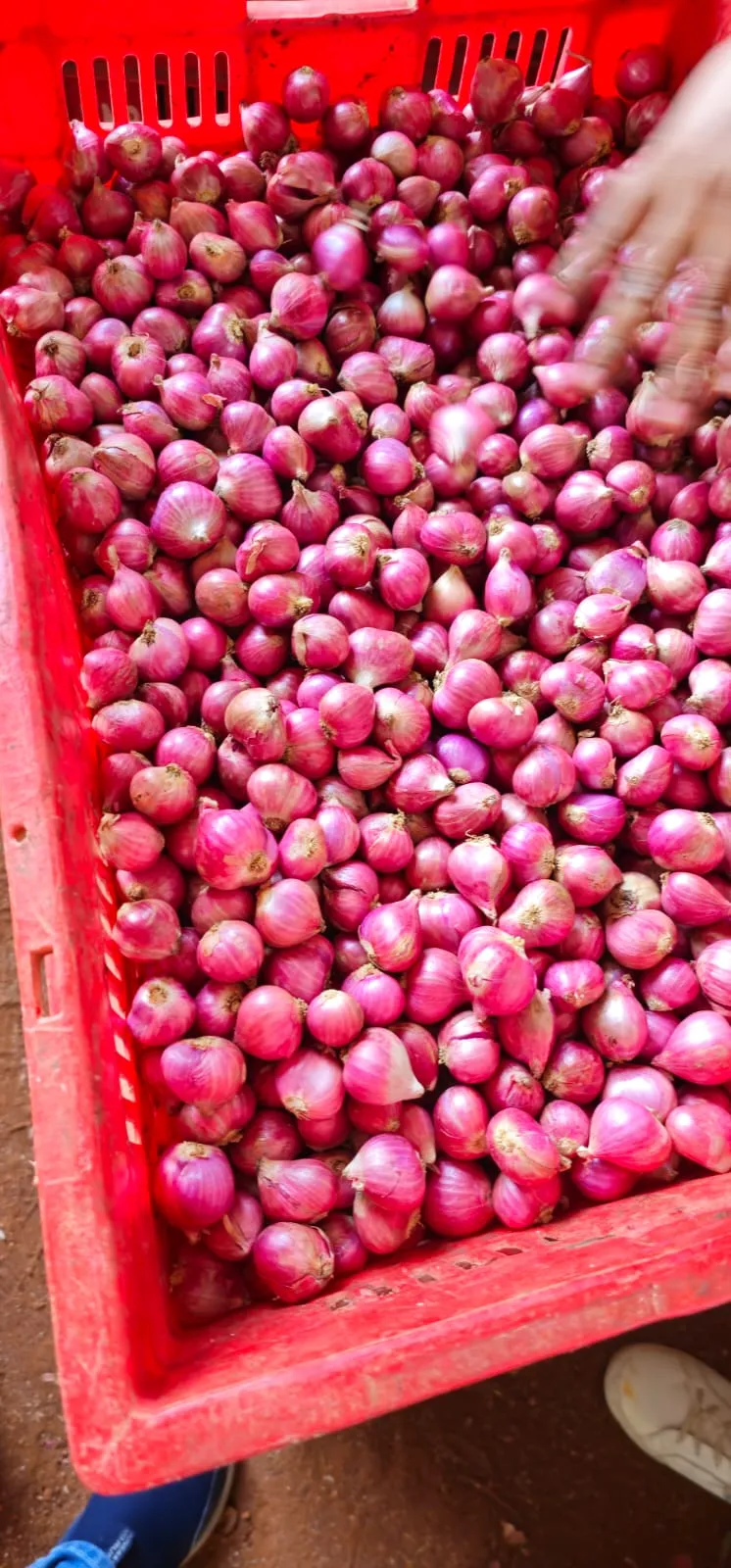 Big Onion: sorting & processing