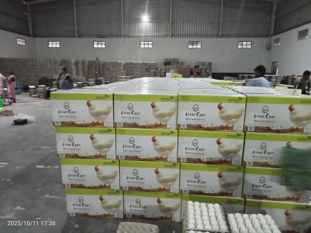 Chicken Brown Shell Eggs: sorting & processing
