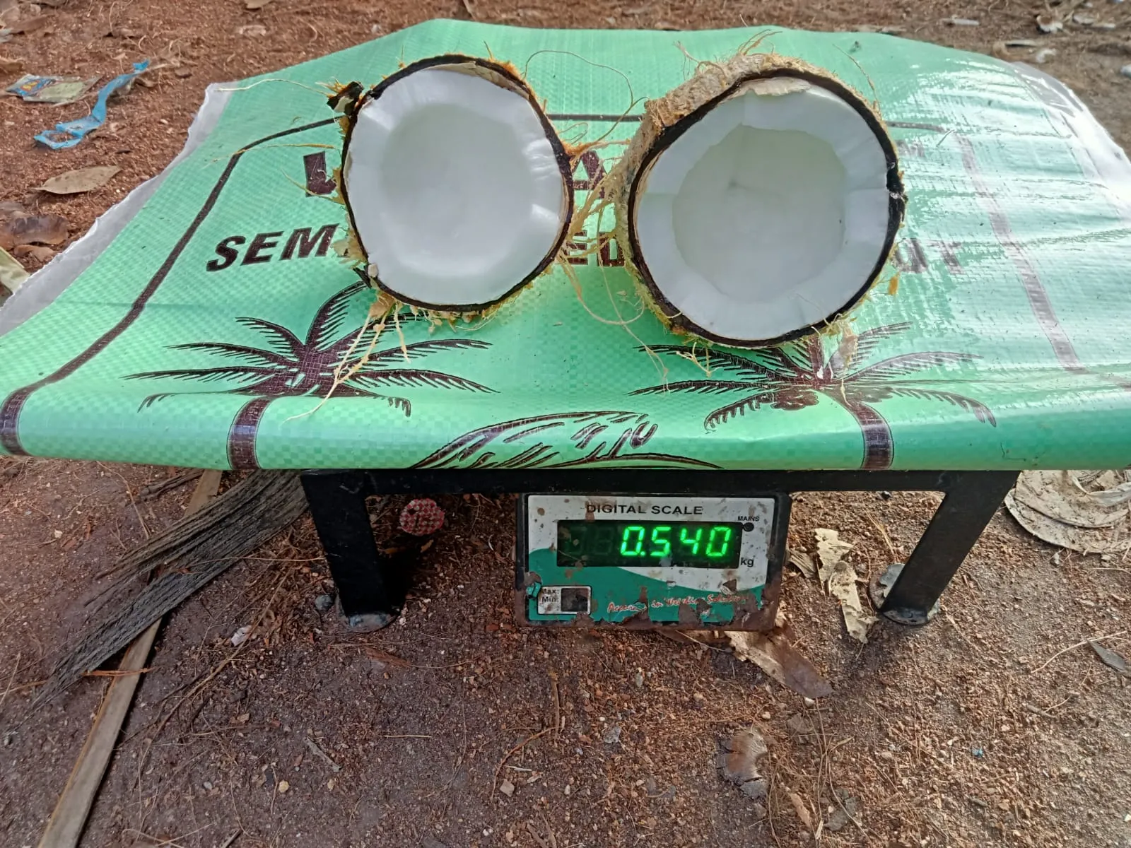 Coconut Copra: sorting & processing