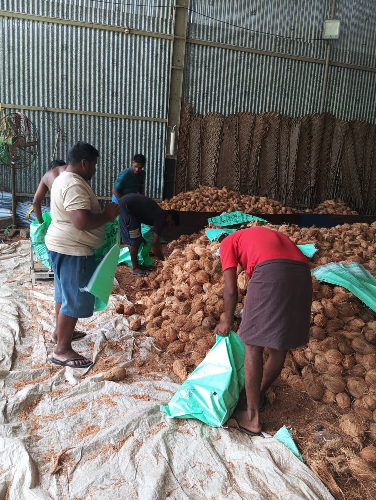 Semi Husked Coconut: sorting & processing