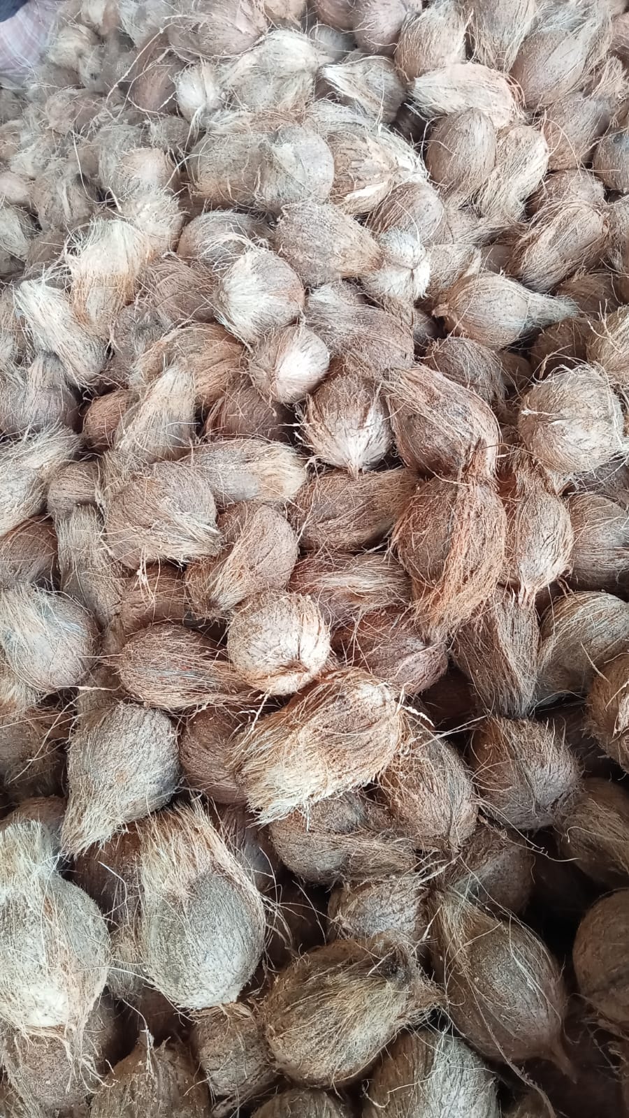 Coconut Charcoal: source & farming