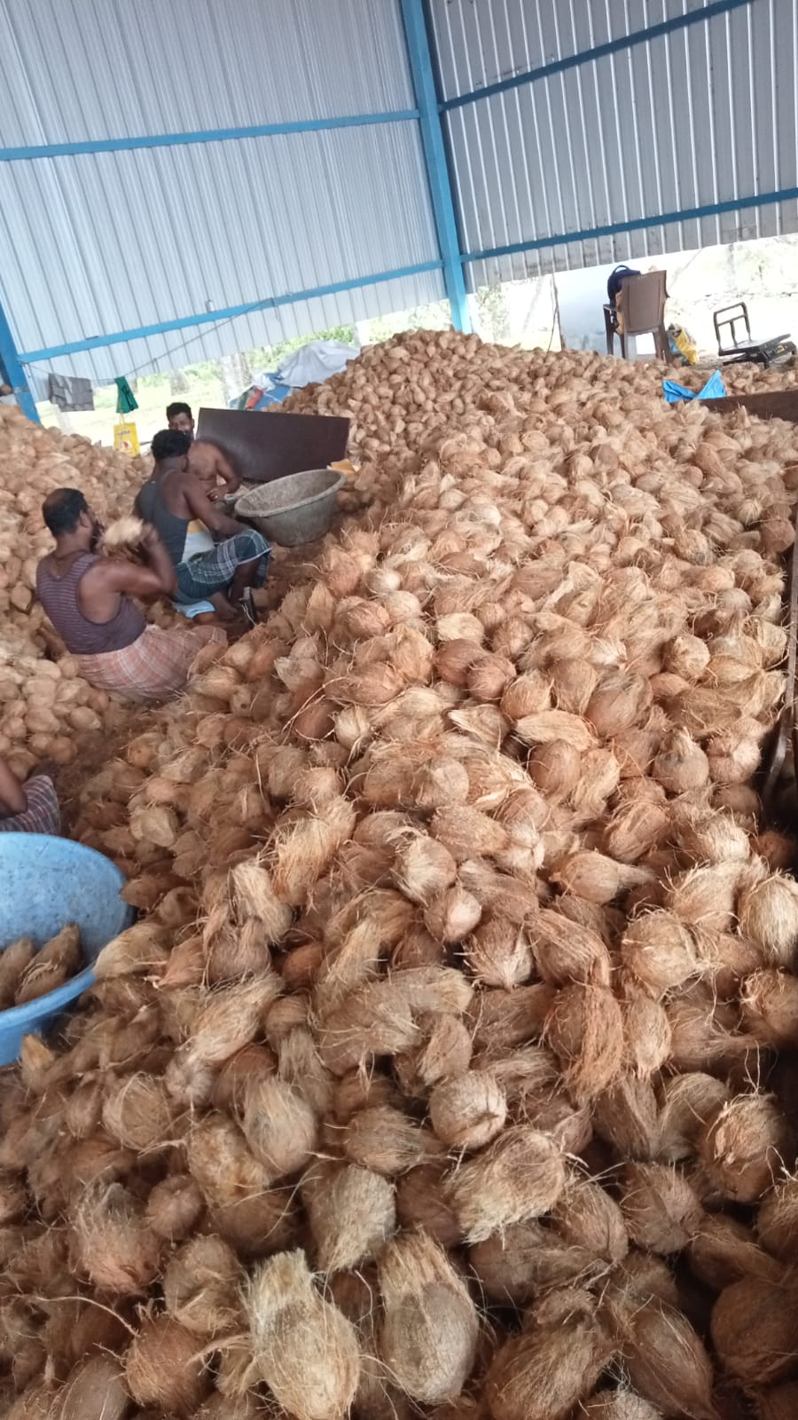 Coconut Charcoal: sorting & processing