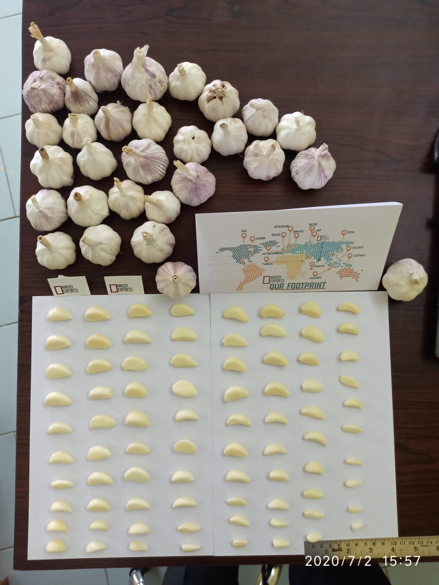 Garlic: source & farming